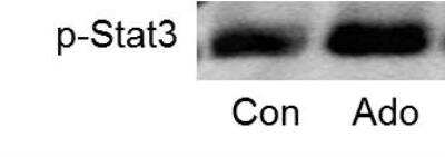 Western Blot: STAT3 [p Tyr705] Antibody [NBP2-24463]